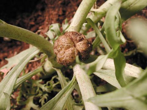 Argyranthemum - Tumeur du collet (Agrobacterium tumefaciens)_1