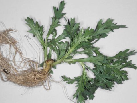 Argyranthemum - Tumeur du collet (Agrobacterium tumefaciens)_3