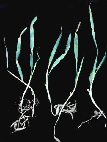 Avoine - Étranglement chlorotique