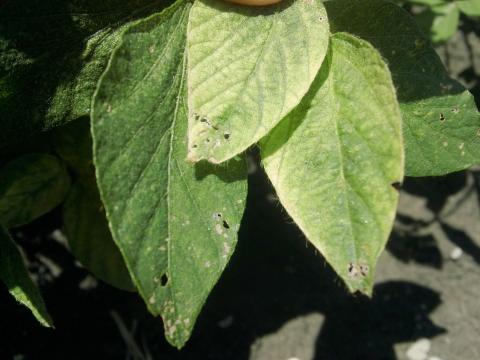 Soya - mésotrione (27)_2