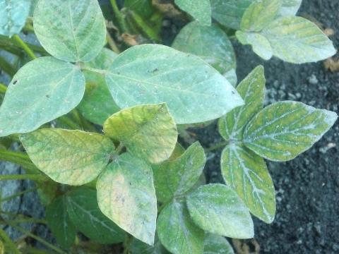 Soya - mésotrione (27)_3