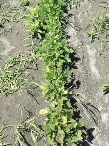 Soya - mésotrione (27)_4