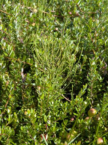 Prêle champs (Equisetum arvense)_20