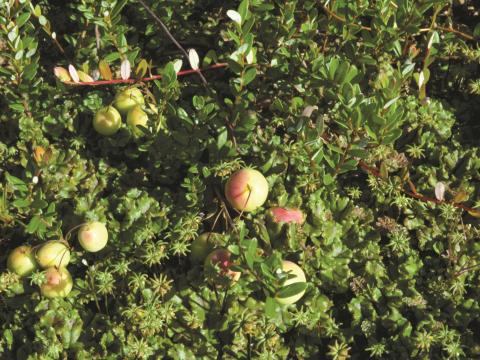 Hépatique fontaines (Marchantia polymorpha)_6