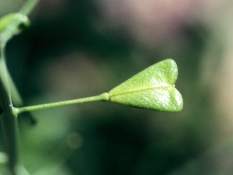 Bourse pasteur(Capsella bursa-pastoris)_6
