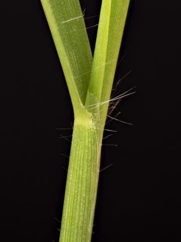 Digitaire astringente(Digitaria ischaemum)_25