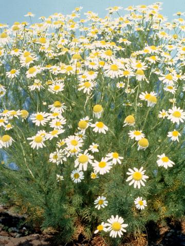 Matricaire inodore (Tripleurospermum inodorum)_2