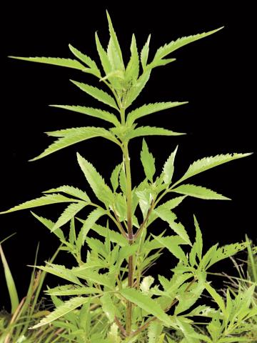 Bident feuillu(Bidens frondosa)_6