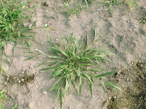 Ériochloé velue (Eriochloa villosa)_18