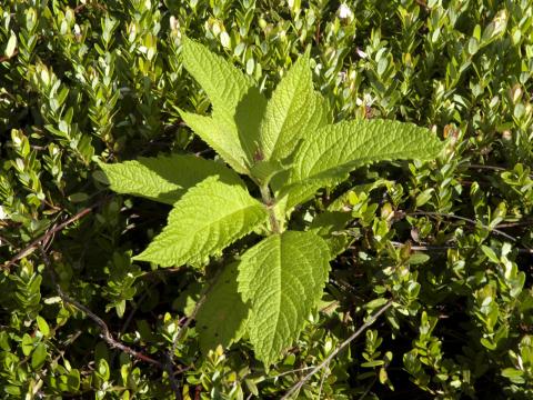 Eupatoire maculée (Eutrochium maculatum var. maculatum)_6