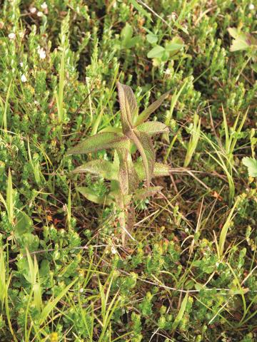 Eupatoire perfoliée (Eupatorium perfoliatum)_5