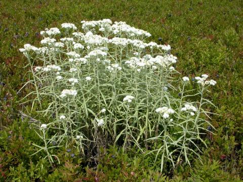 Immortelle blanche (Anaphalis margaritacea)_6