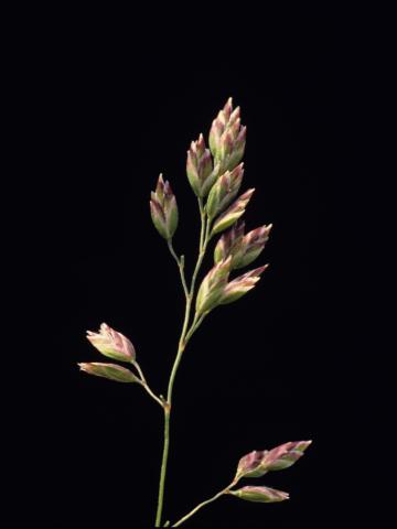 Pâturin prés (Poa pratensis)_6