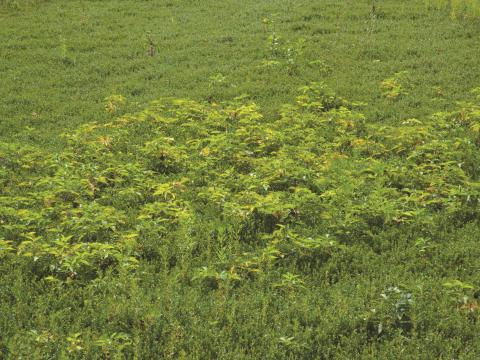 Ronce Alléghanys (Rubus allegheniensis)_7