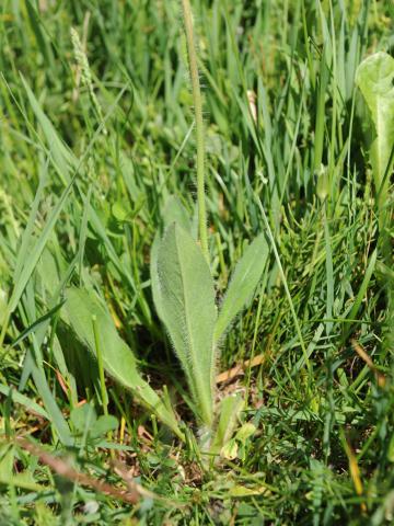 Épervière orangée(Pilosella aurantiaca)_12