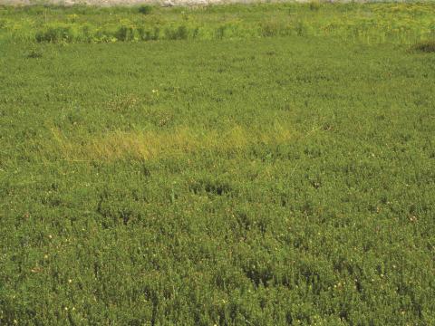 Carex longs stolons(Carex chordorrhiza)_7