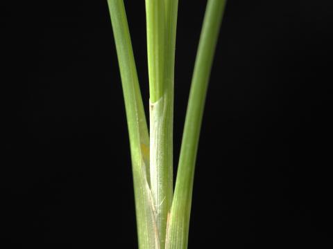 Carex oligosperme(Carex oligosperma)_4