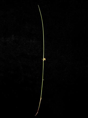 Jonc filiforme (Juncus filiformis)_3