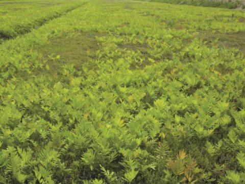 Onoclée sensible (Onoclea sensibilis)_4