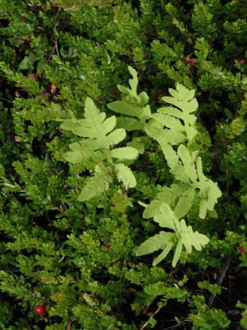 Onoclée sensible (Onoclea sensibilis)_8