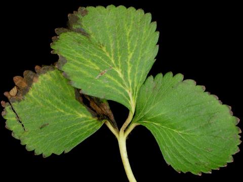 Fraise - terbacil (5)_8