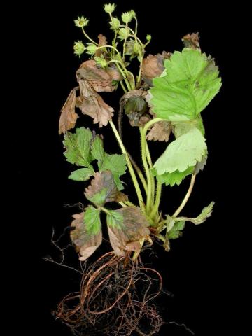 Fraise - terbacil (5)_9