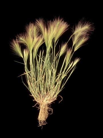 Orge queue-écureuil (Hordeum jubatum)_1