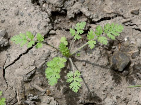 Érodium cicutaire (Erodium cicutarium)_9