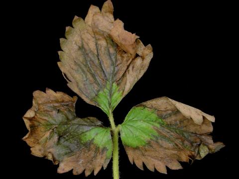 Fraise - terbacil (5)_12