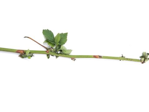 Mûrier Botrytis cinerea