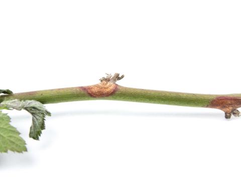 Mûrier Botrytis cinerea