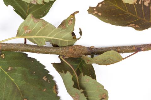 Amélanchier - Rouille (Gymnosporangium sp.)