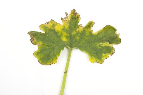 Courges - atrazine (5)_3