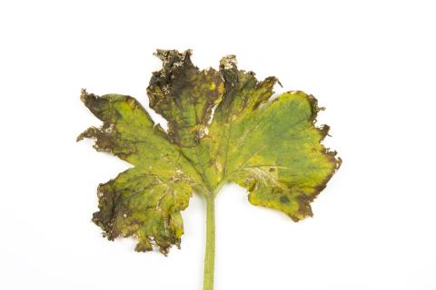 Courges - atrazine (5)_4