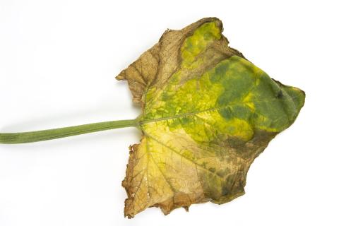 Courges - atrazine (5)_8