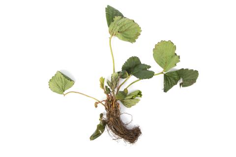 Fraise - Pourriture noire des racines_9