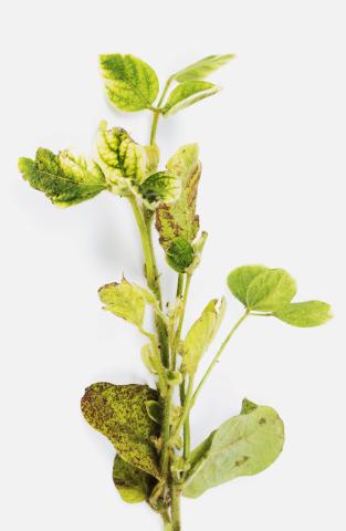 Soya - glyphosate (9)_13