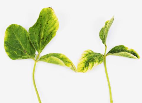 Soya - glyphosate (9)_15