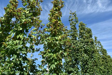 Houblon - Brûlure à halo (Diaporthe humulicola)_5