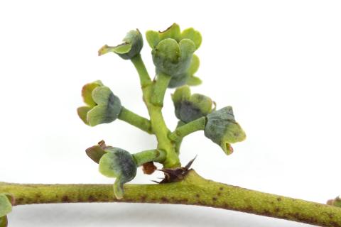 Bleuet en corymbe - Manque d'eau et sécheresse_2