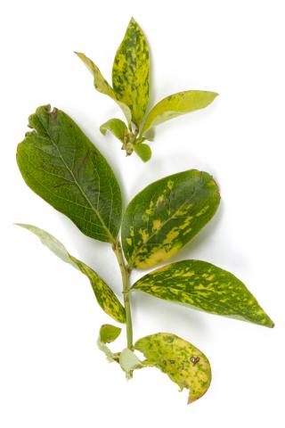 Bleuet en corymbe - Désordre génétique_1