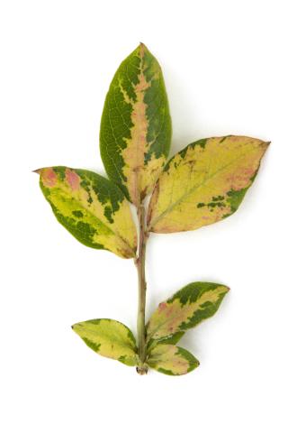 Bleuet en corymbe - Désordre génétique_2