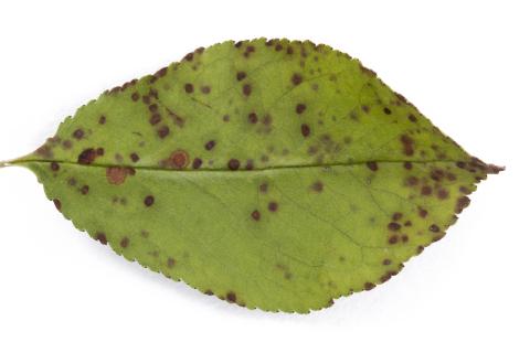 Cerise - Tache foliaire (Blumeriella jaapii)_9