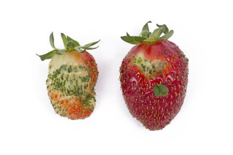 Fraise - Phyllodie_2