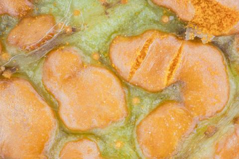 Mûre - Rouille orangée (Arthuriomyces peckianus)_1