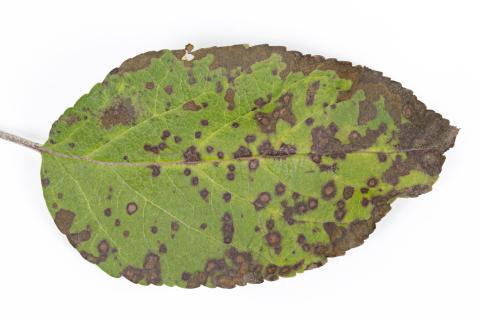 Pomme - Chute des feuilles causée par Marssonina (Diplocarpon coronariae)