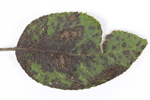 Pomme - Chute des feuilles causée par Marssonina (Diplocarpon coronariae)
