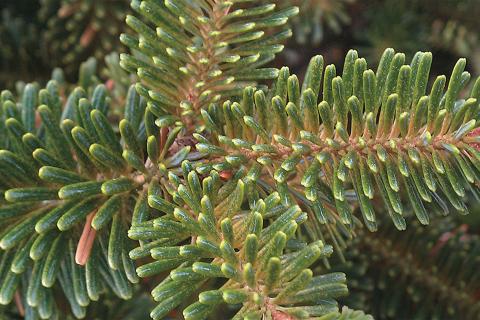 Arbres de Noël (sapins) - Brûlure des pousses_5