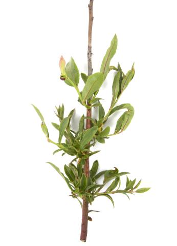 Bleuet en corymbe_glyphosate (9)_8