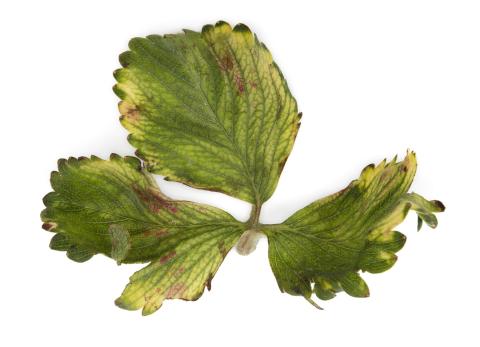 Fraise - glyphosate (9)_28